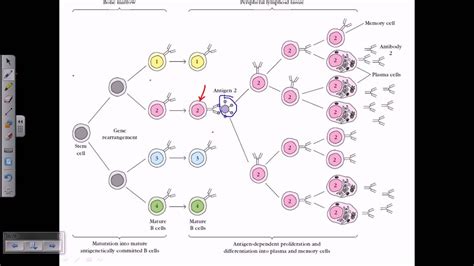 B Cell Maturation Youtube