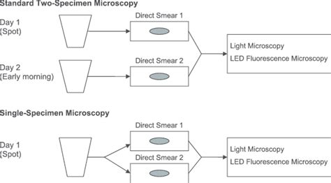 Smear Microscopy Strategies The Standard Approach To Smear Microscopy Download Scientific