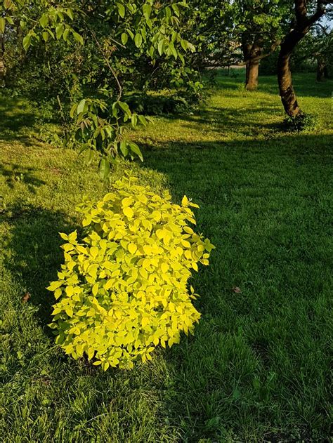 Intensive Yellow Leaves Shrub Outdoor Plants Plants Yellow Leaves