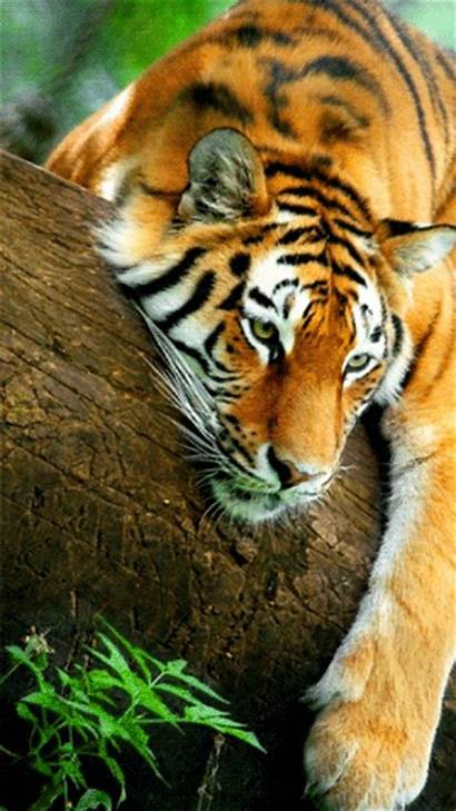 Tigre Phoneky Tiger