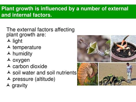 Ppt Regulation Of Plant Growth Powerpoint Presentation Free Download