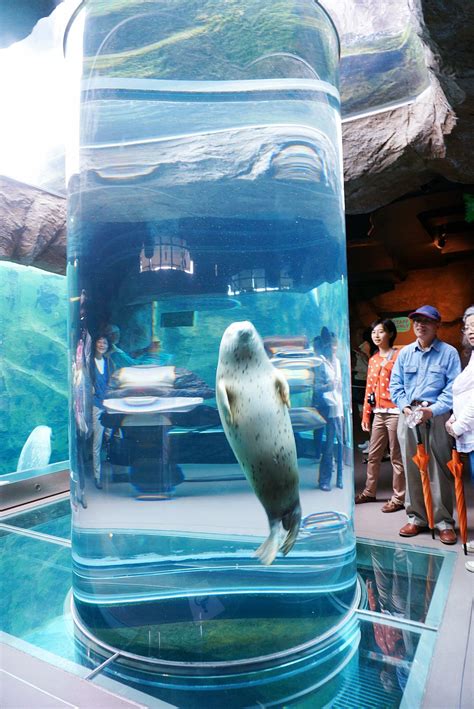 Hokkaido Day 1 Asahiyama Zoo A Vertical To Tube Make Us See Them