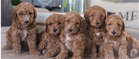 You'll get compliments all the time on your beautiful dog. Miniature Goldendoodle Puppies For Sale Near Me