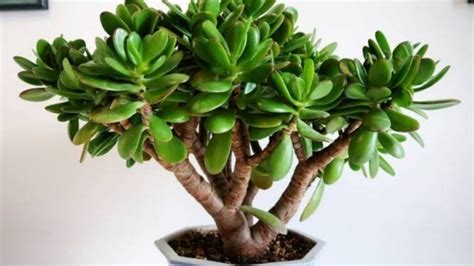 Evita que se caigan las hojas de tu árbol de jade con este truco con