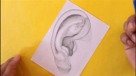 How To Draw Realistic Ear For Beginners Youtube