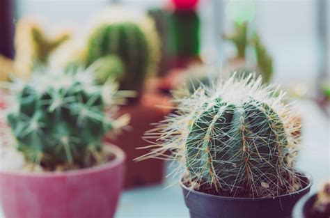 Macro Shot Of Cactus · Free Stock Photo