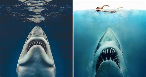 Jaws Poster Recreated With Real Life Great White Shark Great White