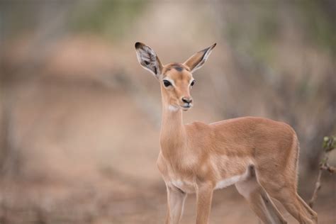 Free Photo Closeup Shot Of A Beautiful Baby Antelope