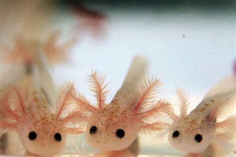 How To Take Care Of An Axolotl Sincere Specialist