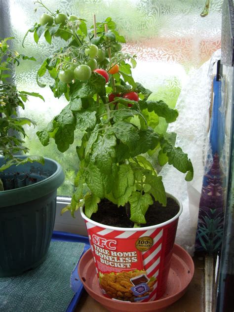 growing tomato plants in a pot | Growing tomatoes in containers, Growing tomato plants, Growing 