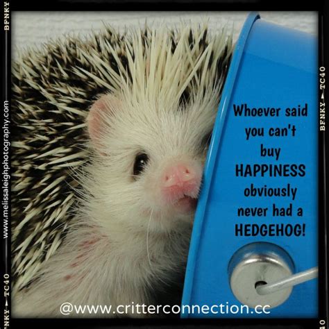 See more ideas about hedgehog, cute hedgehog, hedgehog pet. #hedgehog #hedgie #funny #lol #quills #happiness #cute #adorable #quote | Hedgehog, Cute animals ...