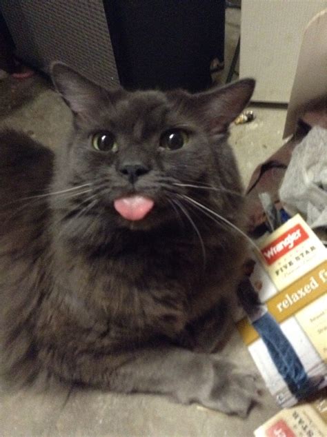 20 Cheeky Cats Who Are Sticking Their Tongues Out At You