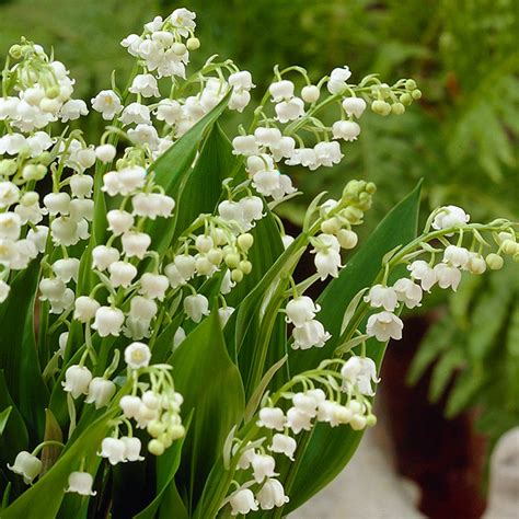 Lily Of The Valley Garden Offers