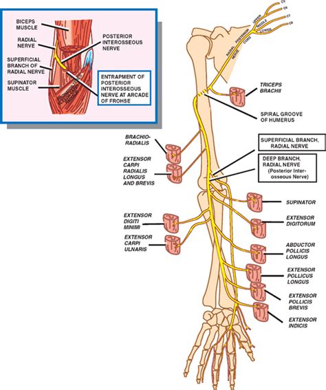 Radial Nerve Route