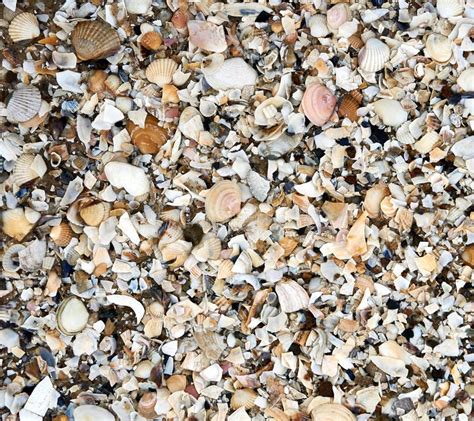 Group Of White Sea Shells Stock Photo Image Of Seashell 140329058