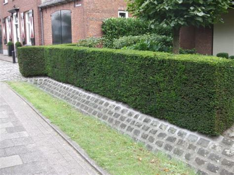 Low Maintenance Hedges Easy To Maintain Hedging Plants And Shrubs