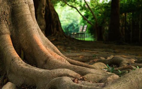Tree Roots Wallpapers Top Free Tree Roots Backgrounds WallpaperAccess