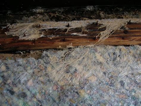 They confirmed that the carpet was fine but that the tack strip was moldy and needs to be replaced. Black Mold On Carpet Tack Strips | Lets See Carpet new Design