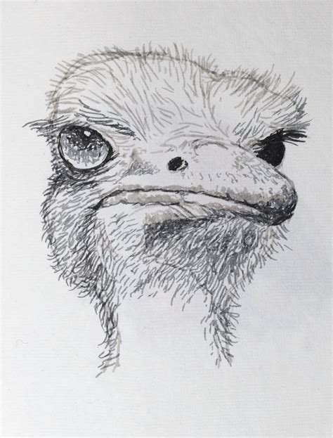 Artiqueryrose Ostrich Portrait In Pen