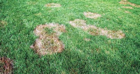 How To Treat Brown Patches In Your Lawn Step By Step Guide Naturalawn