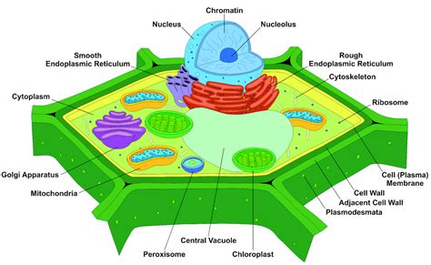 61 Plant Cells And Tissues Biology Libretexts