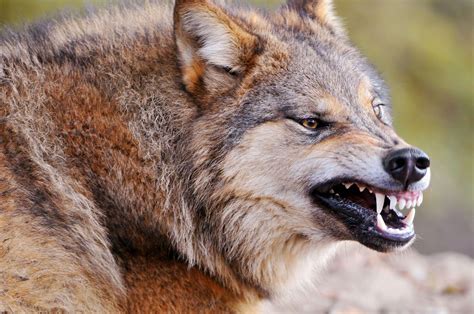 Wolf Bearing His Teeth