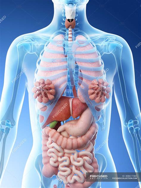 Female Body Diagram Human Female Internal Organs Anatomy D Images