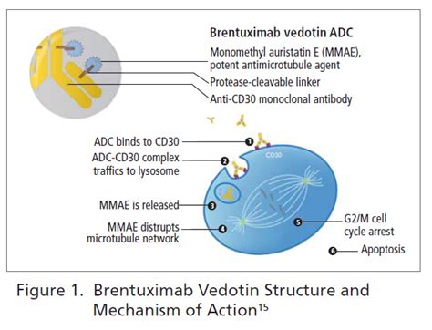 Adcetris™ Brentuximab Vedotin For The Treatment Of Relapsed