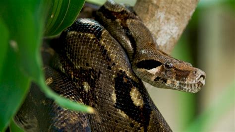Amazon Snake Anaconda 3840x2160