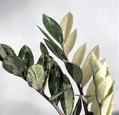 Learn How To Care For A Variegated Zz Plant Houseplant 411