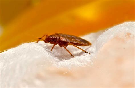 Canada Bed Bugs Bedbugs Facts Canada Bed Bug Vancouver