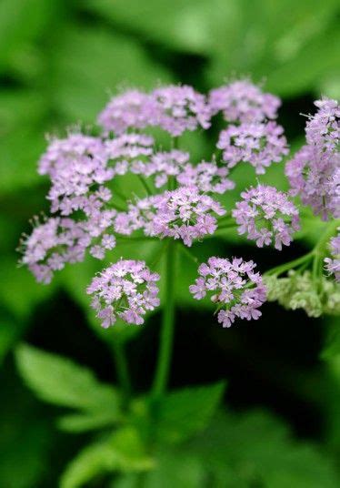 17 Best Images About Sublime Umbellifers On Pinterest