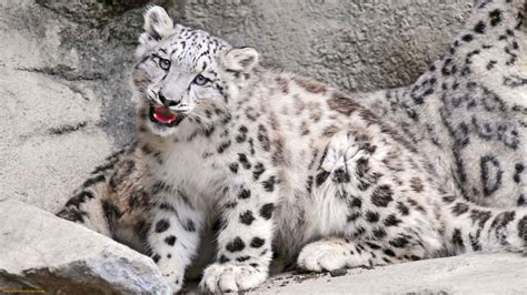 My Wallpaper Collection Beautiful Snow Leopards Part 2