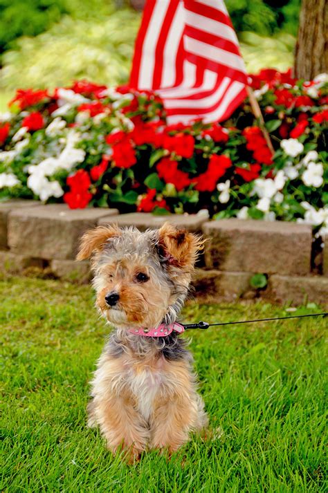 Yorkie Poo Dog Breed Information And Characteristics Daily Paws