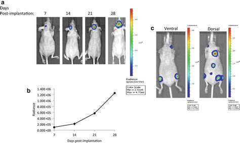 Bioluminescence Imaging Basics And Practical Limitations Radiology Key