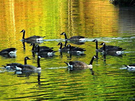 Canada Geese Flack Birds Canadian Bunch Water Lake Geese Hd