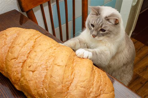 Cat And Loaf Rcatloaf