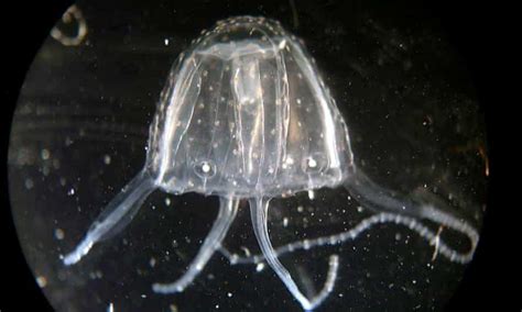 Irukandji Jellyfish Could Have Caused Deaths Of Tourists On Great