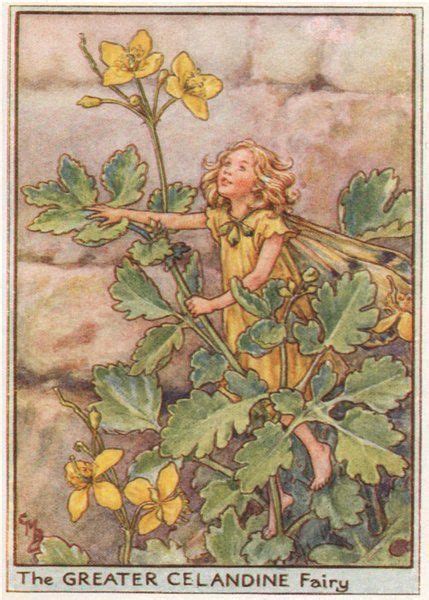 Greater Celandine Fairy By Cicely Mary Barker Wayside Flower Fairies