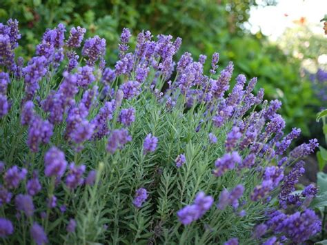 Lavanda (Lavandula dentata) | Lavender plant, Full sun perennials, Sun ...