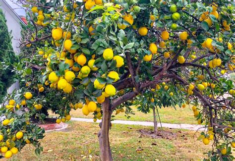 How To Grow Meyer Lemon Trees Indoors Plantingtree