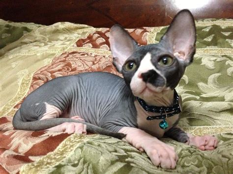 My Beautiful Sphynx Cat Fluffy Hairless Cat Sphynx Cat Sphynx