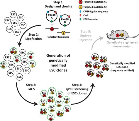 Optimized Crispr Cas9 Based Strategy For Complex Gene Targeting In