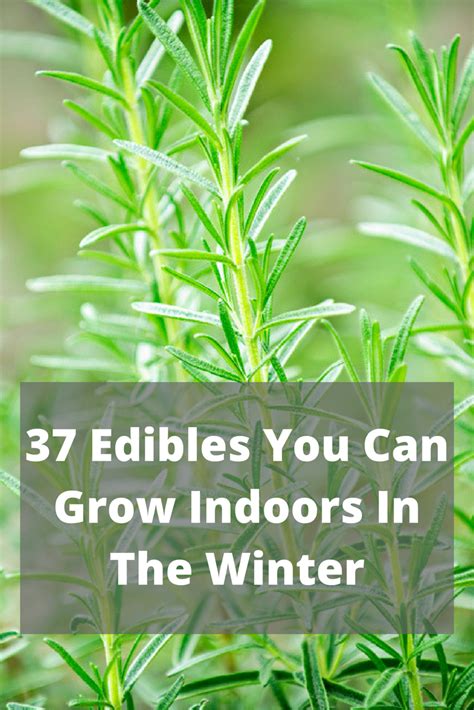 37 Edibles You Can Grow Indoors In The Winter Growing Indoors Winter
