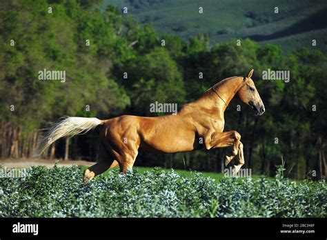 Golden Palomino Akhal Teke Stallion Jumps In The Fiels In Summer