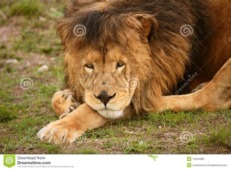 Beautiful Lion Wild Male Animal Portrait Royalty Free