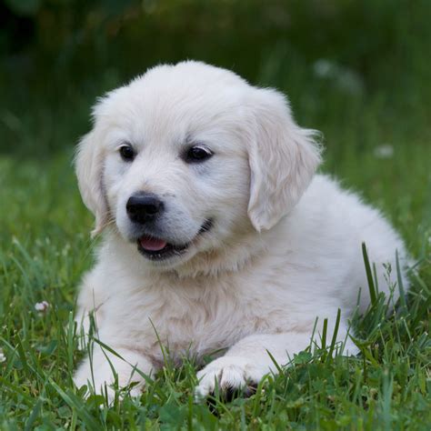 These adorable pups are available for adoption in seattle, washington. English Cream Golden Retriever For Sale NC | New York