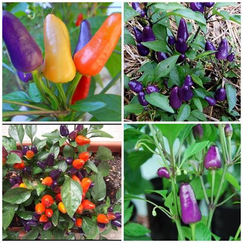 Aurora Pepper Seeds Capsicum Annuum Ornamental Peppers Edible