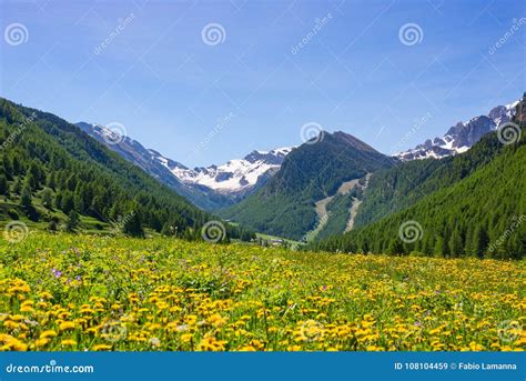 Summer In The Alps Blooming Alpine Meadow And Lush Green Woodland Set