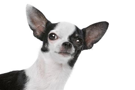 Black And White Chihuahua Dog Stock Photo Image Of Canine Background